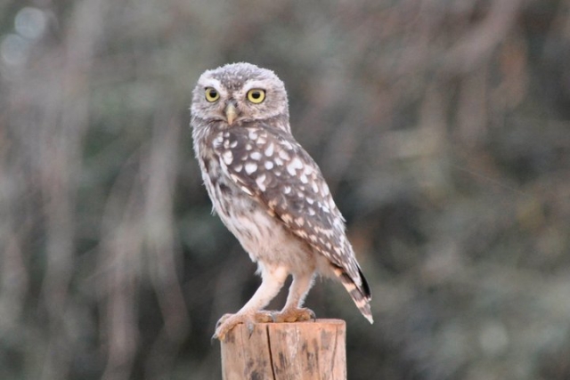 mochuelo en el campo de calatrava